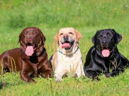 Dog Image