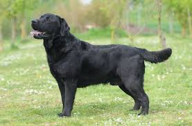 Dog Image