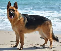 Dog Image